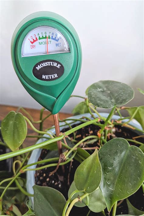 custom philodendron moisture meter|philodendron soil requirements.